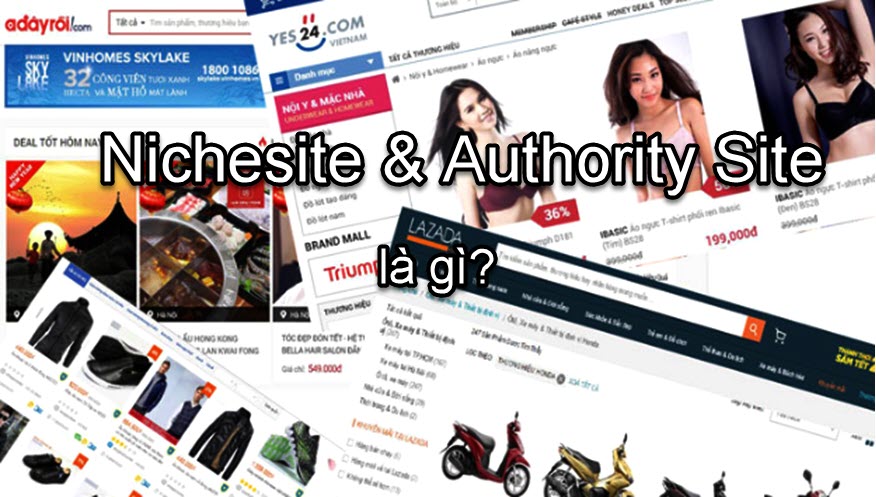 Nichesite & Authority Site là gì?