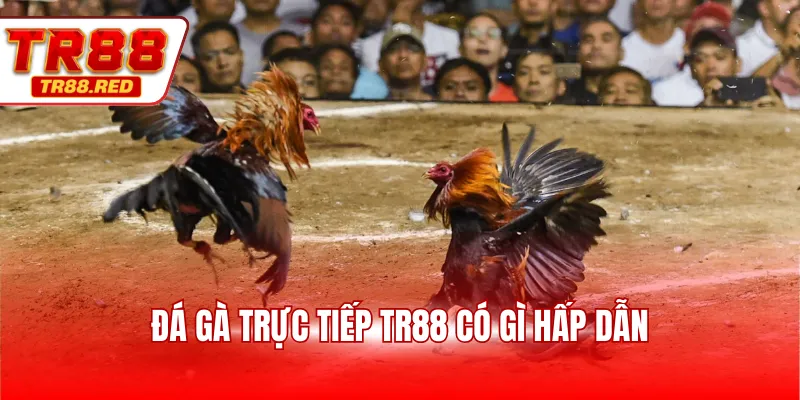 Đá gà trực tiếp TR88 có gì hấp dẫn