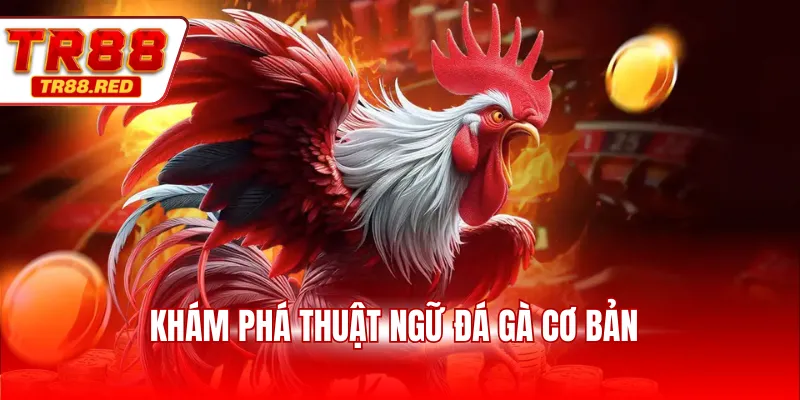 Khám phá thuật ngữ đá gà cơ bản